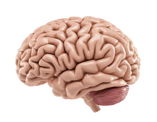 A human brain model anatomy isolated on a transparent background