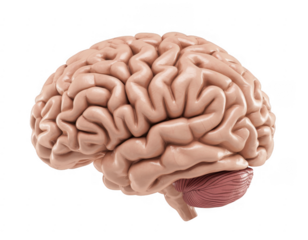 A human brain model anatomy isolated on a transparent background