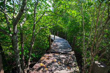 Serene Pathway Through Lush Mangrove Forest in Rayong Province