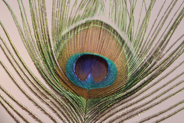 Obraz premium peacock feather closeup