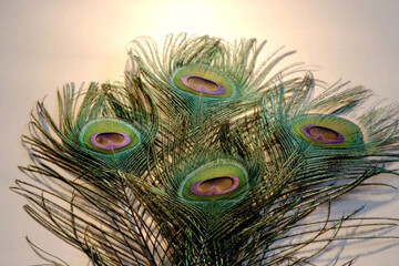 Obraz premium peacock feather close up