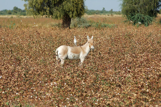 wild ass in the field