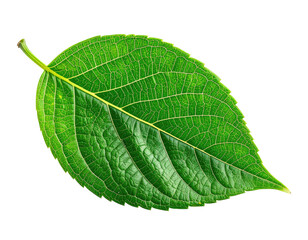 A vibrant, detailed close-up of a single, textured, green leaf