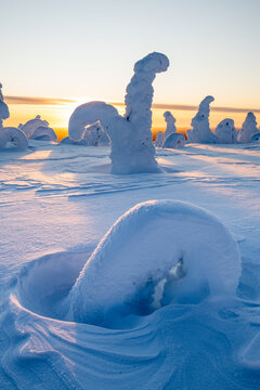View of snow-covered trees transformed into surreal sculptures under the fading sunlight, creating an ethereal winter wonderland, Kuusamo, Norra Osterbotten, Finland.