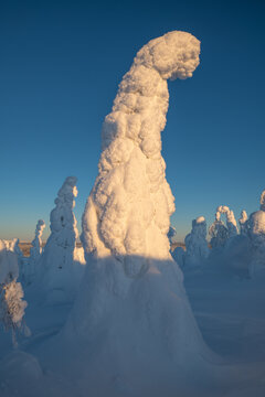 View of snow-laden trees stand like silent sentinels against the crisp blue sky in the serene winter landscape, Kuusamo, Norra Osterbotten, Finland.