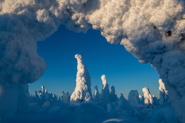 View of snow-laden trees under a radiant blue sky create a serene winter wonderland, a frozen landscape painted in hues of white and azure, Kuusamo, Norra Osterbotten, Finland.