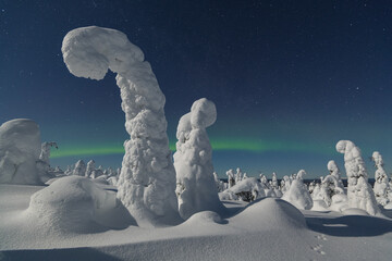 View of snow-laden trees emerge like ghostly figures under a starlit sky kissed by the ethereal green glow of aurora borealis, Kuusamo, Norra Osterbotten, Finland.