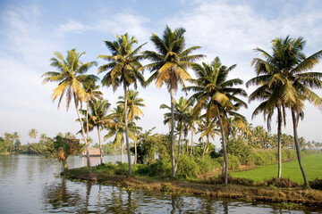 Obraz premium palm trees on the shore of the river