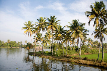 Obraz premium palm trees and water