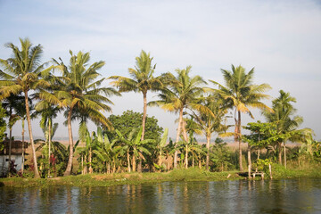 Obraz premium palm trees on the beach
