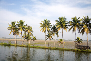 Fototapeta premium palm trees on the beach