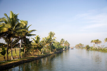 palm trees on the river