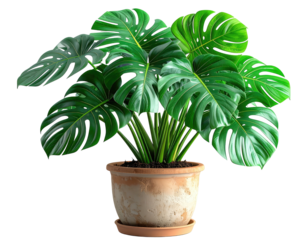 Lush monstera plant with large leaves in a terracotta pot against black