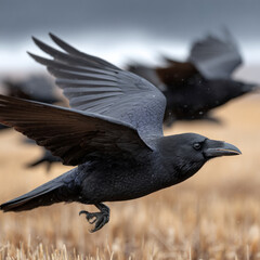 Obraz premium Raven flying over field in serene countryside landscape.