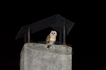 Majestic Barn Owl Perched on a Chimney at Night
