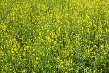 Naklejka premium field of yellow mustard