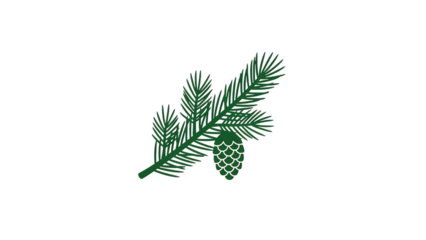 Pine branch with cone on white background