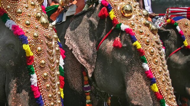 Decorated Temple elephants at a Hindu festival in Kerala , India
