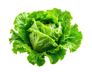 Fresh, vibrant green head of lettuce on a transparent background