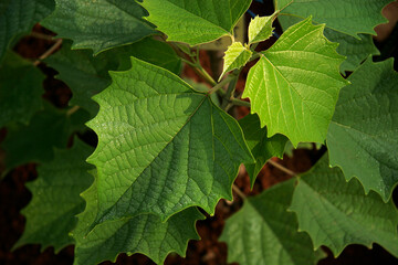 Ayurvedic medicinal plant
