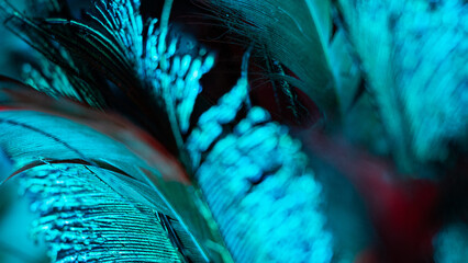View of teal and cerulean feathers intertwine, a dance of light and shadow, with unexpected crimson accents providing depth and contrast, Portland, Oregon, United States.