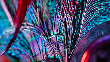 View of iridescent feathers shimmering with vibrant blues, greens, purples, and reds, contrasted by dark metallic elements, creating a captivating close-up, Portland, Oregon, United States.