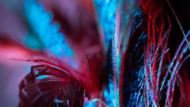 View of vibrant feathers dance in a symphony of crimson and azure, illuminated by a mesmerizing glow, a captivating display of color and texture, Portland, Oregon, United States.