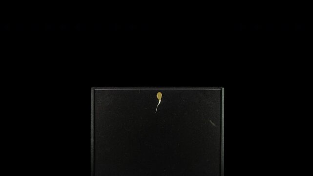 Time lapse of squash germinating and growing in rhizobox with ALPHA channel