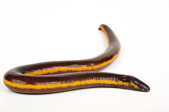 Koh Tao Island caecilian // Koh Tao - Fischw&uuml;hle (Ichthyophis kohtaoensis) - Thailand