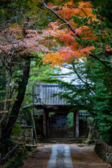 Obraz premium 鎌倉251206 寿福寺4 紅葉