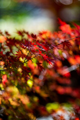 鎌倉251206　鶴岡八幡宮4　紅葉