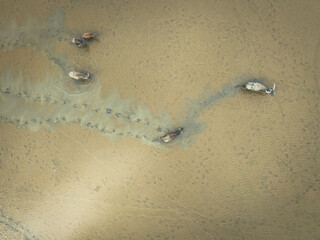 Aerial view of horses drinking in the muddy waters, their forms stark against the vast, sandy expanse, Halong Bay, Vietnam.