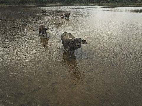 Aerial view of water buffaloes wading through shallow waters, their dark hides contrasting with the rippled surface, Halong Bay, Vietnam.