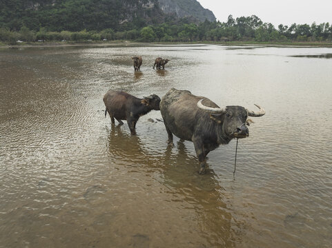 Aerial view of water buffalo wading through shallow waters under the hazy sky with mountainous backdrop, Halong Bay, Vietnam.