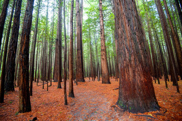 Redwoods Whakarewarewa Forest - Rotorua - New Zealand
