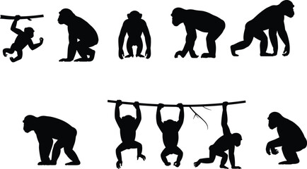 Primate evolution silhouette illustration, monkey movement sequence, chimpanzee behavior poses, animal progression concept, wildlife biology educational graphic design © Akhi's orld