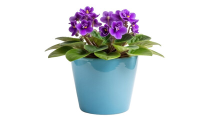 Isolated potted African violet plant with purple flowers in blue pot, houseplant, beautiful