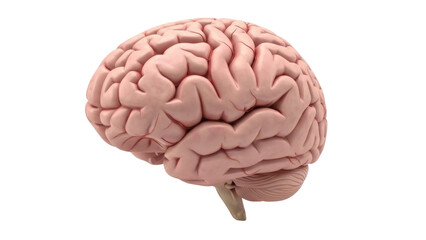 Isolated Lateral View of Human Brain Anatomical Model, Neurological Organ, Neurology Study Aid