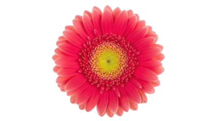 Isolated vibrant pink Gerbera daisy flower blossom, vivid summer bloom with yellow center