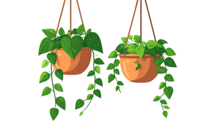 Two hanging potted plants with vibrant green foliage and cascading vines, set against a black background