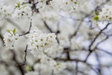 Flowering plum in the garden. White flowers blooming on the tree branches. Macro photography. Spring wallpaper, nature. Blurred background. Banner.