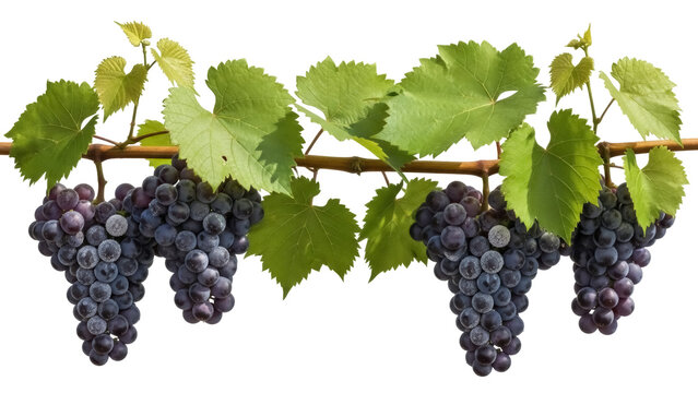 Isolated fruit of a grapevine with dark blue grapes attached to a brown branch with leaves