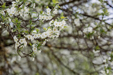 Flowering plum in the garden. White flowers blooming on the tree branches. Macro photography. Spring wallpaper, nature. Blurred background. Banner.