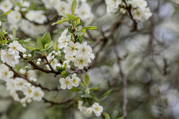 Flowering plum in the garden. White flowers blooming on the tree branches. Macro photography. Spring wallpaper, nature. Blurred background. Banner.