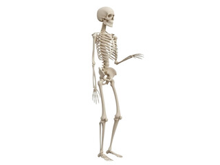 Isolated bony human skeleton standing to the side with arm raised, showing anatomy