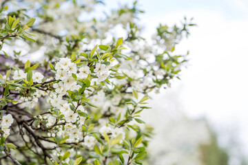 Flowering plum in the garden. White flowers blooming on the tree branches. Macro photography. Spring wallpaper, nature. Blurred background. Banner.