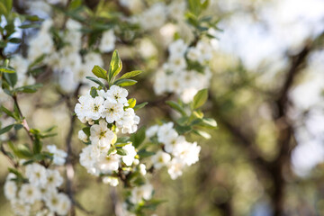 Flowering plum in the garden. White flowers blooming on the tree branches. Macro photography. Spring wallpaper, nature. Blurred background. Banner.