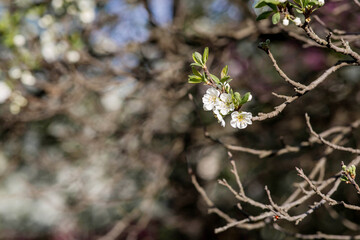 Flowering plum in the garden. White flowers blooming on the tree branches. Macro photography. Spring wallpaper, nature. Blurred background. Banner.