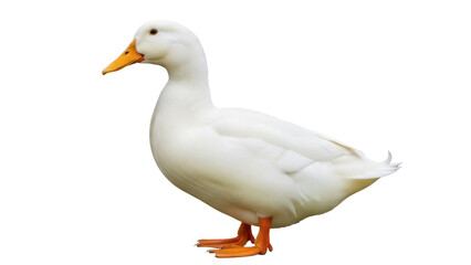 Isolated duck standing in profile view, a waterfowl bird with a bright orange beak, no background