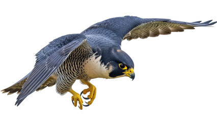 Isolated Peregrine Falcon in Flight, Raptor Hunting Mid-Air, Bird of Prey on the Prowl